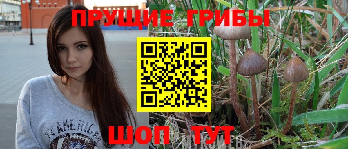 Псилоцибиновые грибы Psilocybe  Вход с VPN  где можно купить наркотик  Котлас 